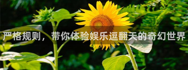 www.万向娱乐体育.com：严格规则，带你体验娱乐逗翻天的奇幻世界