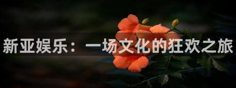 万向娱乐包怎么样：新亚娱乐：一场文化的狂欢之旅